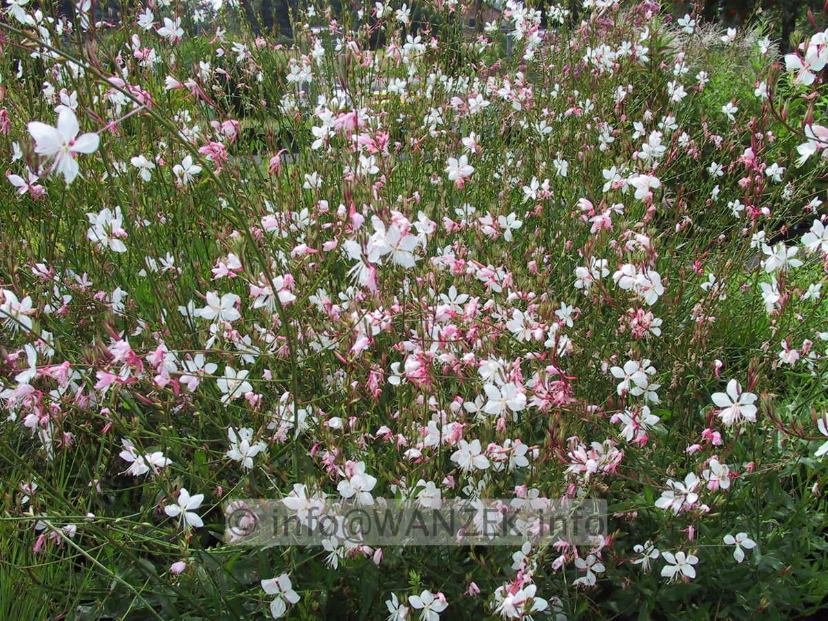 Gaura lindheimeri 02.JPG